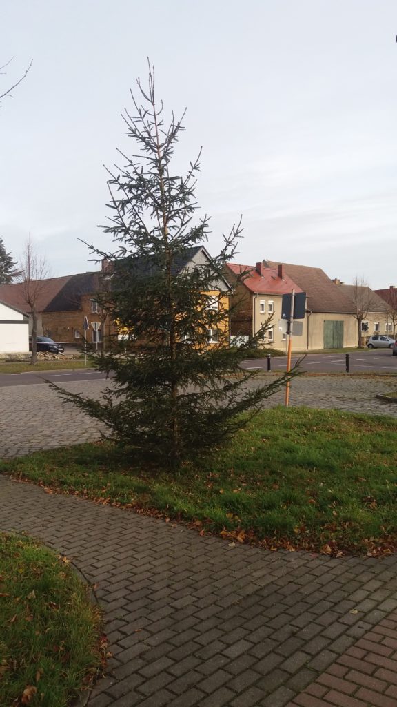 Weihnachtsbaum in Söllichau 2020
