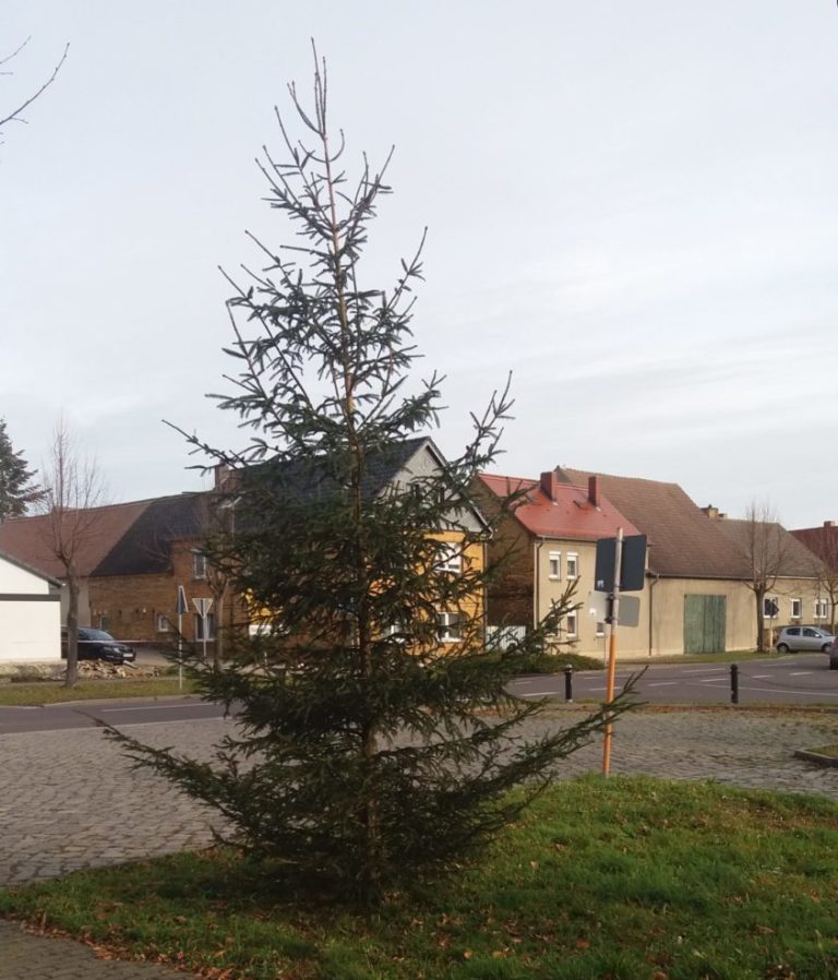 Weihnachtsbaum in Söllichau 2020